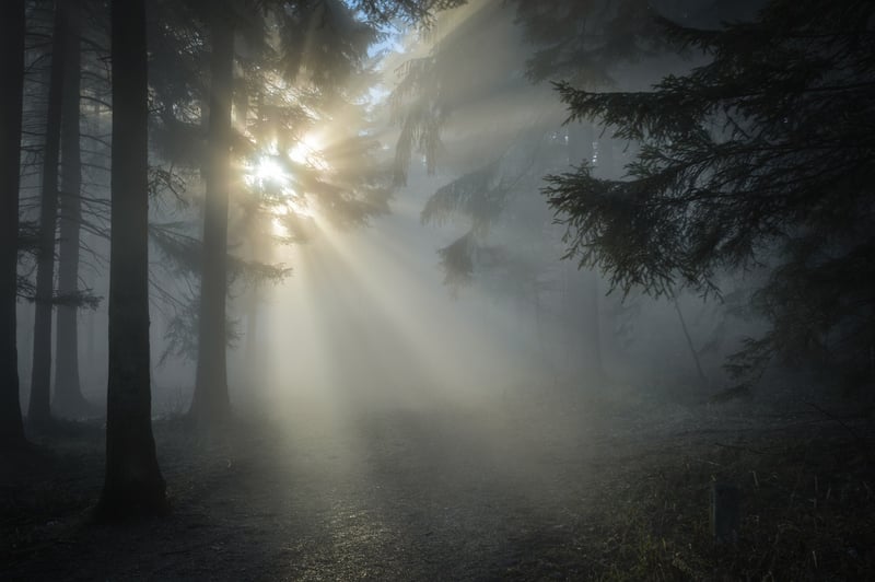 Mystical Forest Retreat